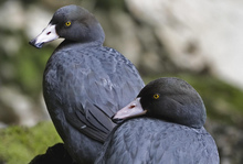 A pair of whio (native blue ducks) in the South Island.