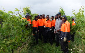 Ni-Vanuatu RSE workers working for contractor Hortus in the vineyard.