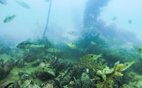 A previously restored mussel reef near Waiheke Island 