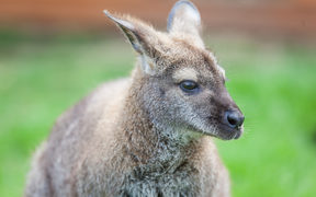 Head shot of a wallaby. (File pic)