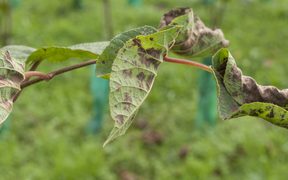 A kiwifruit vine infected with Psa.