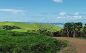 Dusty winding road on Motutapu Island near Auckland with grass covered rolling hills and a few palm trees in the background