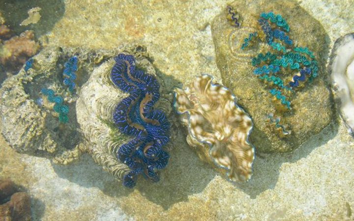 Native giant clams Tridacna Maxima raised in the Autitaki Ministry of Marine Resources hatchery