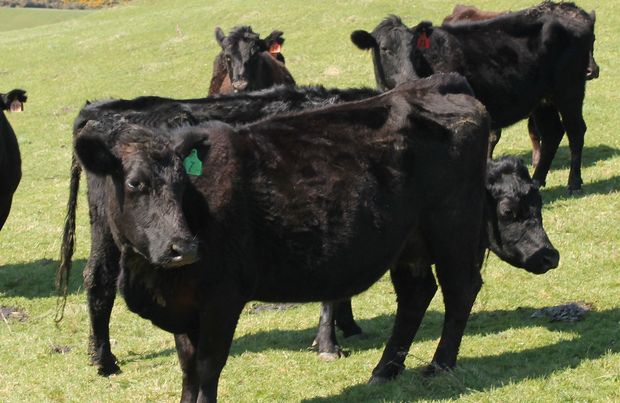 Cattle in South Otago