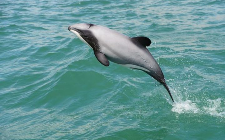 A Hector's Dolphin.