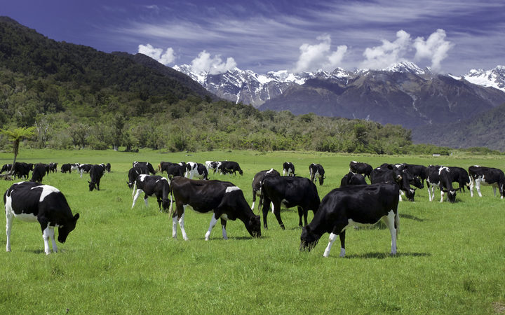dairy cows grazing in a field 