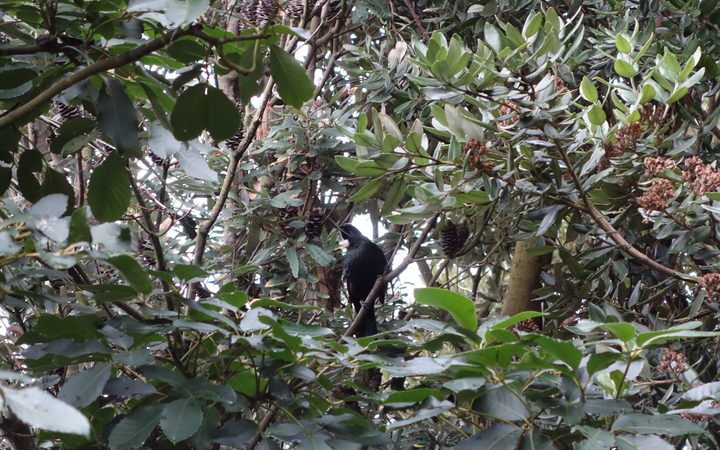 One of the two tui which visited Mike Stewart and Vicki Carlyon's home earlier this year. 