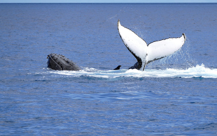 Boat Sinks After Hitting Whale Off Australian Island Rnz News