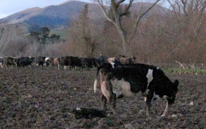 The Animal advocacy group SAFE has released photos that it says shows cows having to calve in unacceptable conditions.