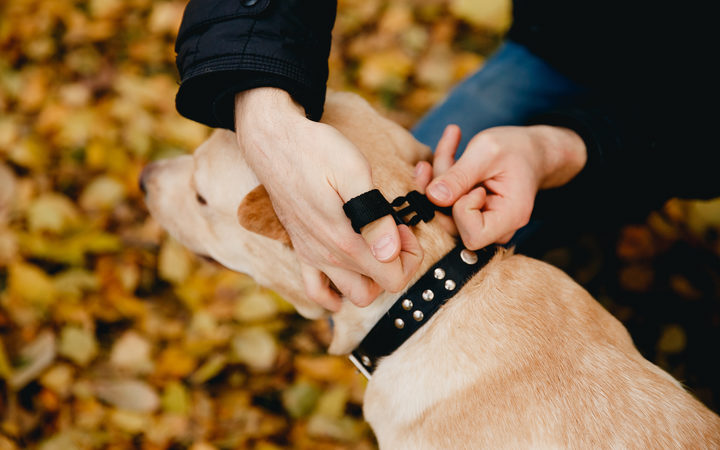Dog with electric shock collar. (file photo)