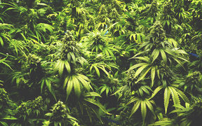Cannabis plants growing.
