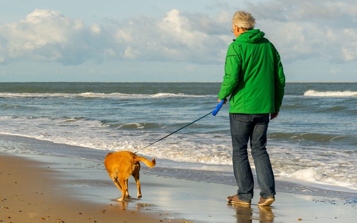 16096966 - senior man is walking the dog at the beach