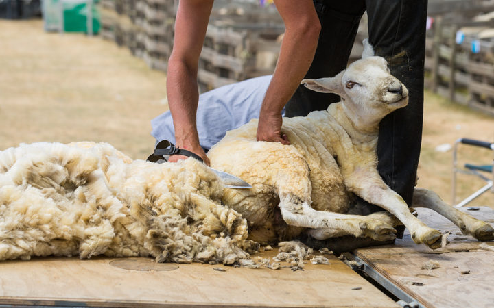 Up to 60 overseas shearers to be granted border exemptions | RNZ News