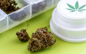 Medical marijuana buds in daily pill organizer with branded prescription bottle lid sitting on green background