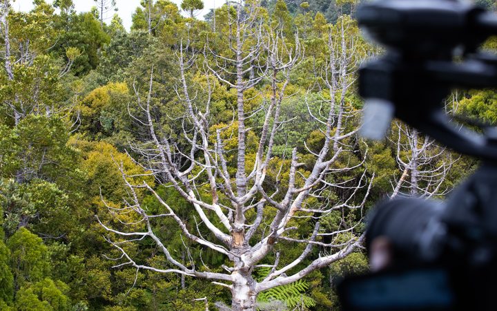 Over the Waitākere forest canopy it's not hard to see the damage kauri dieback has done.
