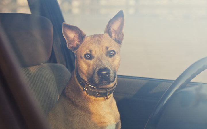 18879786 - lonely dog waiting in the car
