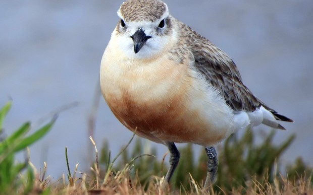 There are just over 2000 northern New Zealand dotterels, and they are found around much of the North Island. Another subspecies now breeds only on Stewart Island.