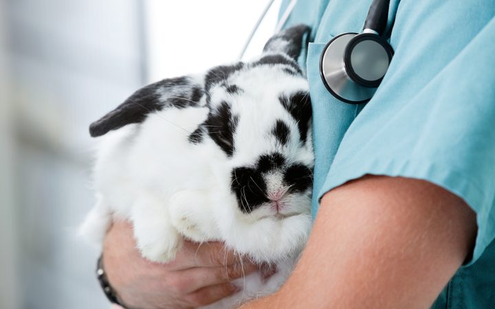17158882 - mid section of male veterinarian doctor carrying a rabbit