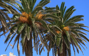 Phoenix palm