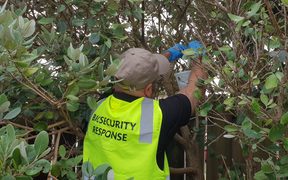 Biosecurity team set up fruit fly traps in in the South Auckland suburb of Ōtara after one was found.