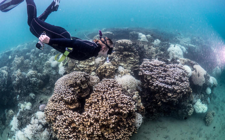 Researcher Rosemary Steinberg examines bleached coral on Lord Howe Is reef.