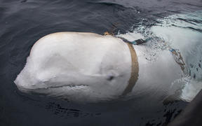 A beluga whale seen as it swims next to a fishing boat before Norwegian fishermen removed the tight harness, swimming off the northern Norwegian coast. 
