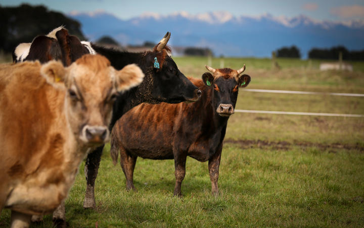 Organic Jersey cow on a Rongotea farm.