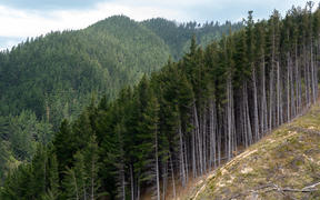 Forestry section in Port Underwood, South Island, New Zealand
