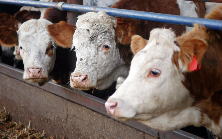 White and brown cows in a Dairy Cow Farm.
