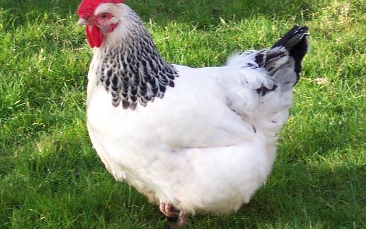 Sussex chicken 