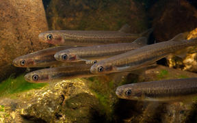 Young inanga (Galaxias maculatus) make up most of the whitebait runs in New Zealand.