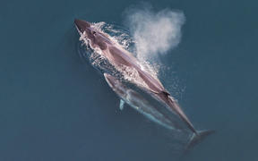 Sei whale mother and calf