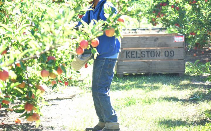 Pacific Islander diong seasonal work under the RSE scheme in Hawke's Bay.