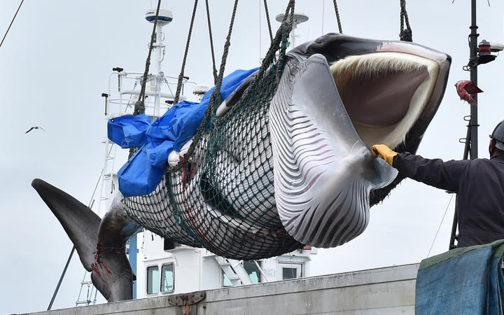 A captured minke whale is lifted by a crane into a truck bed at a port in Kushiro, Hokkaido Prefecture on July 1, 2019. Japanese whalers brought ashore their first catches on July 1 as they resumed commercial hunting after a three-decade hiatus. 