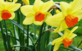 Symbolic Welsh flower, the daffodil 
