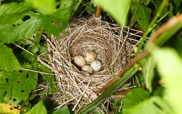 Sylvia borin. The nest of the Garden Warbler in nature. Russia. Russia, the Ryazan region (Ryazanskaya oblast), the Pronsky District.