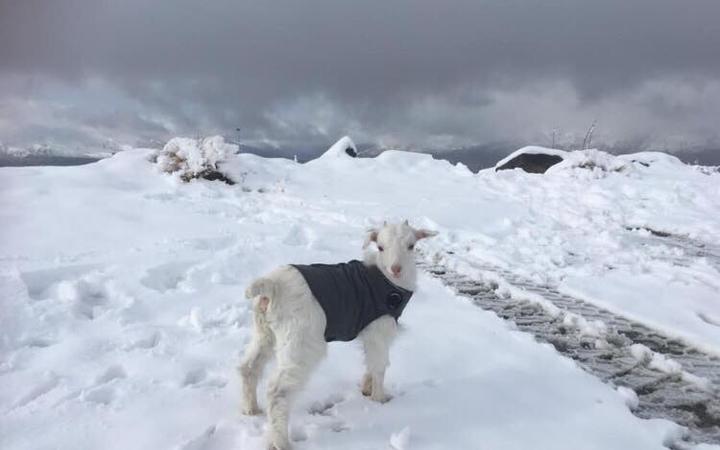 Jack the Goat staying warm in the fresh snow on Coronet peak.