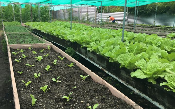 A Taiwan-funded agricultural project helps provide leafy greens in Tuvalu where saltwater inundation is affecting crops