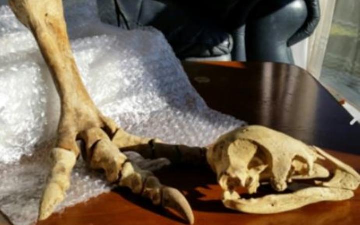 A moa skull and foot bones of undisclosed provenance sold on TradeMe for almost $3000 dollars.
