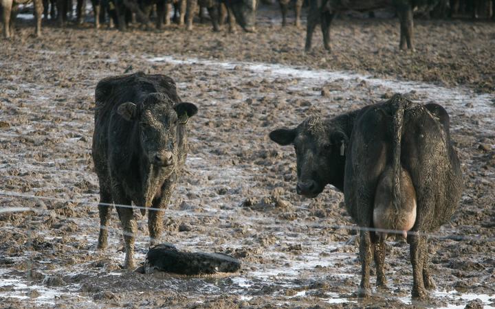 Cows stand in mud after winter grazing.