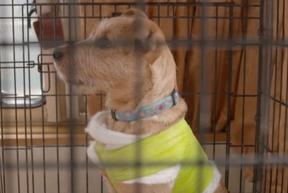 A rescued dog at the HUHA animal shelter