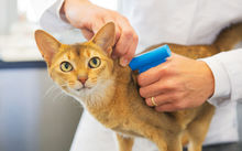 A vet putting a microchip implant into a cat.