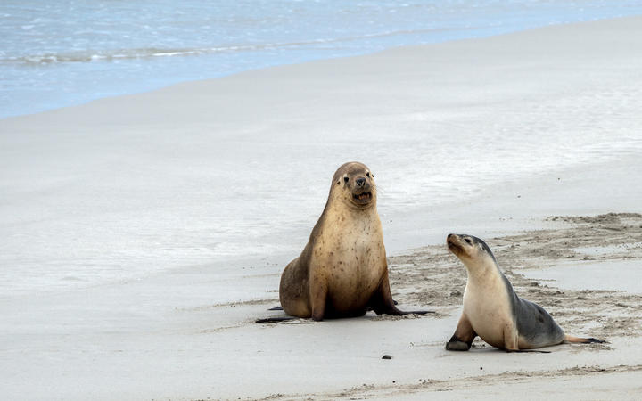 mother seal and son baby puppy australian sea lion in kangaroo island