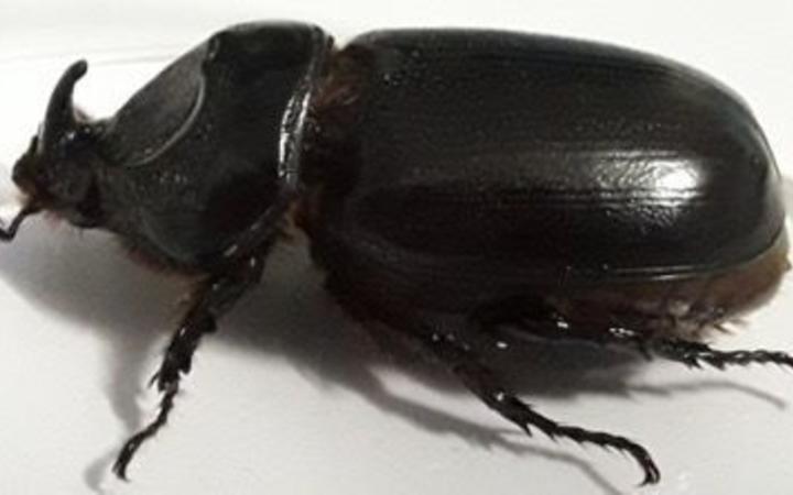 coconut rhinoceros beetle guam coconut rhinoceros beetle guam