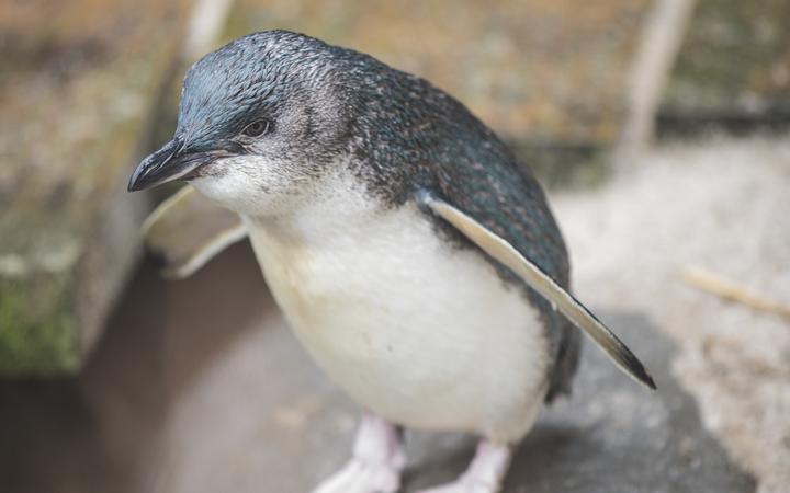 Little blue penguin Draco is this year's Penguin of the Year. 