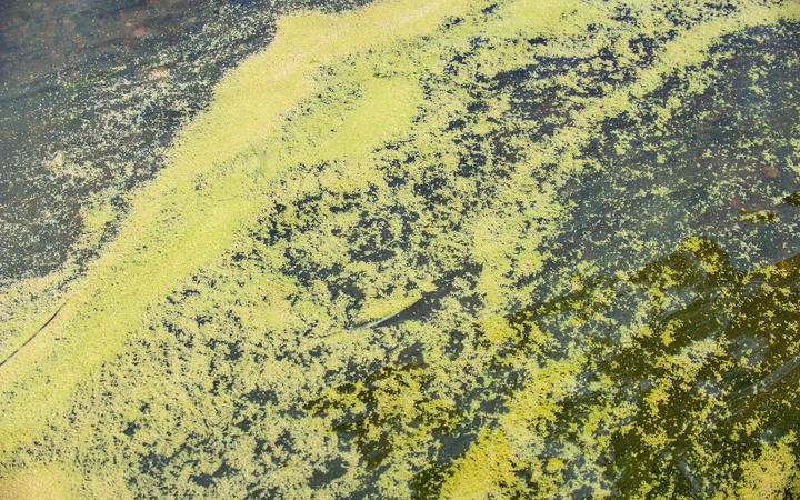 an Algal bloom. stock image.