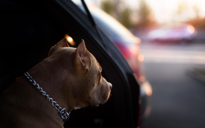 Faithful dog sitting in a car and looking to sunshine