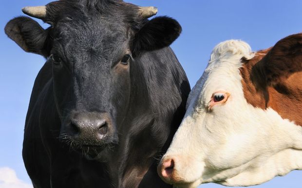 taurine bull sperm taurine bull sperm