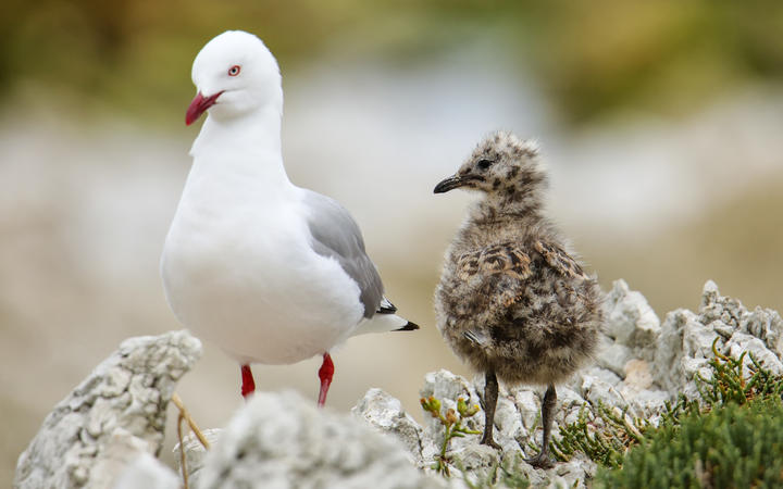 Contentious call to cull native gulls from former Oamaru councillor | RNZ  News