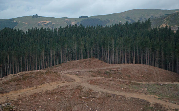 Pine trees are harvested on a hillside in southern Hawke's Bay